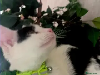 Mixed Breed cats Meet Usher & Angel – A Beautiful Mum & Daughter - Advert 3