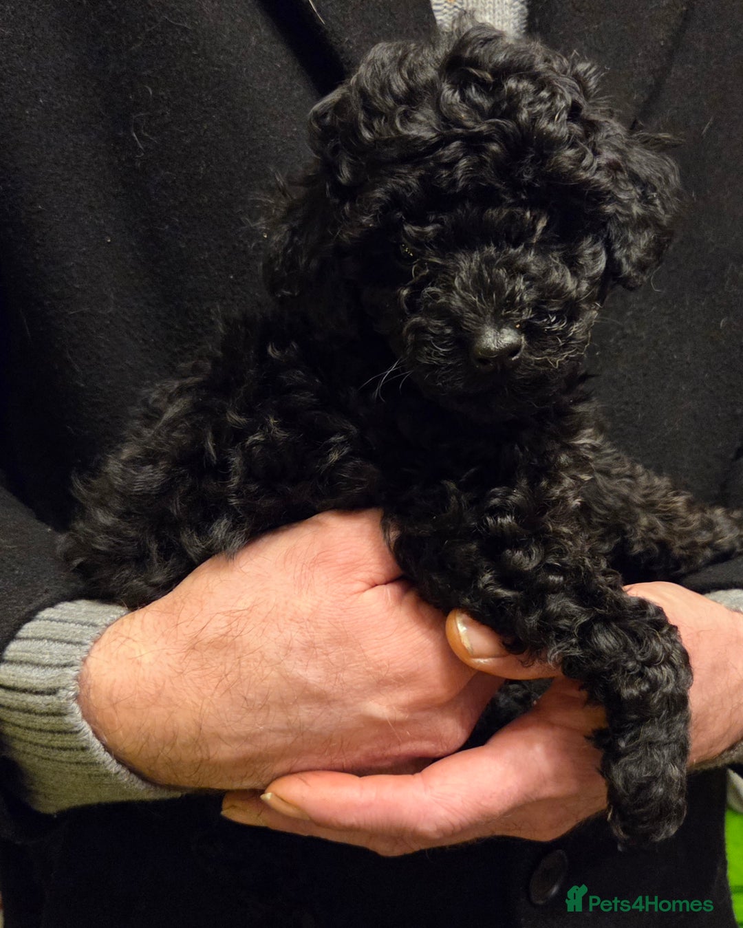 Toy Poodle dogs for sale: Kc reg toy poodles  - Advert 5
