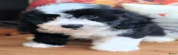 Bernedoodle dogs for sale: True Miniature sized Bernedoodles  - Advert 8