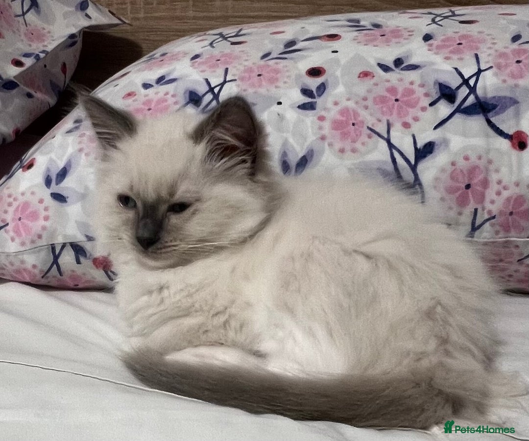 Ragdoll cats for sale: 3 Ragdoll kittens  - Advert 16