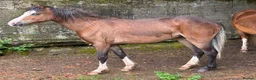 Welsh Section C horses for sale: Quality Welsh C Youngster  - Advert 1