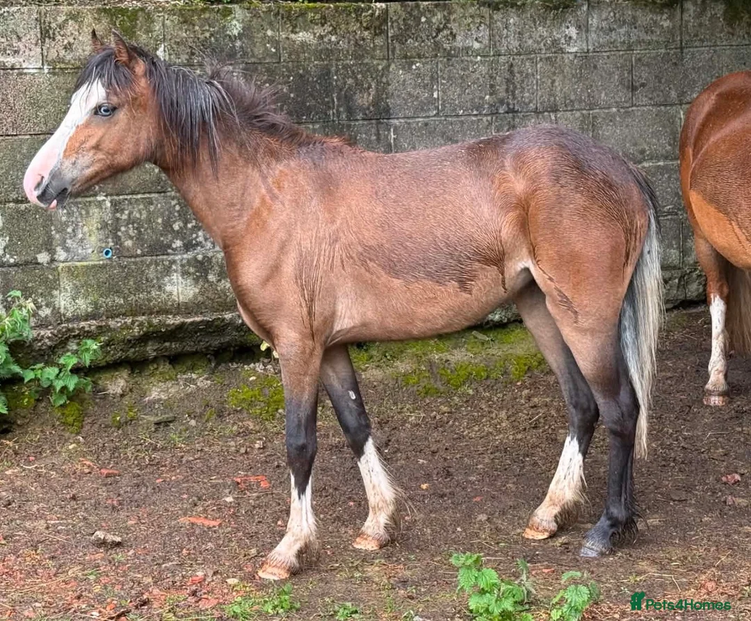 Welsh Section C horses for sale: Quality Welsh C Youngster  - Advert 1