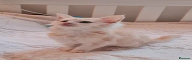 Maine Coon Kitten 5