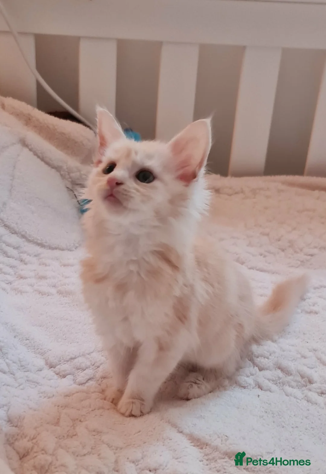Maine Coon cats for sale: Maine Coon Kittens-Black Smoke&Cream Silver - Advert 2