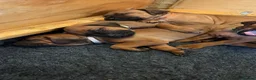 Rhodesian Ridgeback dogs for sale: KC Registered Rhodesian Ridgeback Litter - Advert 14