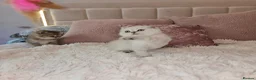 Scottish Fold cats for sale: Tica full pedigree scottish fold kittens london  - Advert 27