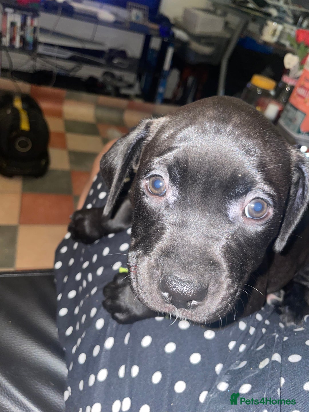 Staffordshire Bull Terrier dogs for sale: Staffordshire/American Staffordshire pups in Harrow - Image 31