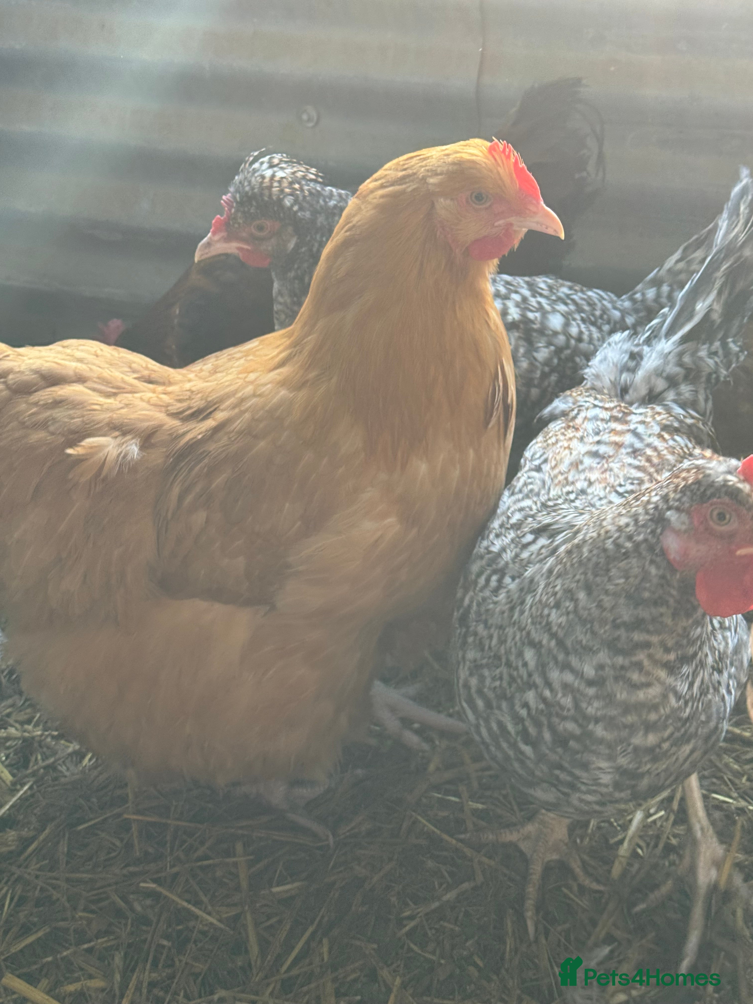 Chickens poultry Buff Orpington Trio - Advert 5