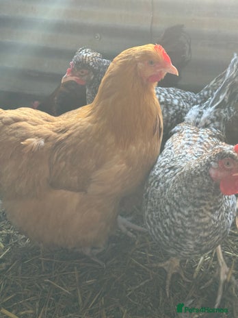 Chickens poultry - Advert 1