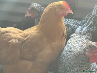 Chickens poultry Buff Orpington Trio - Advert 8
