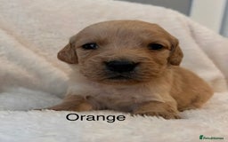 Golden Retriever dogs for sale: Beautiful KC Reg Golden Retriever - Advert 10