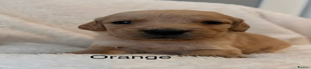 Golden Retriever Orange Boy