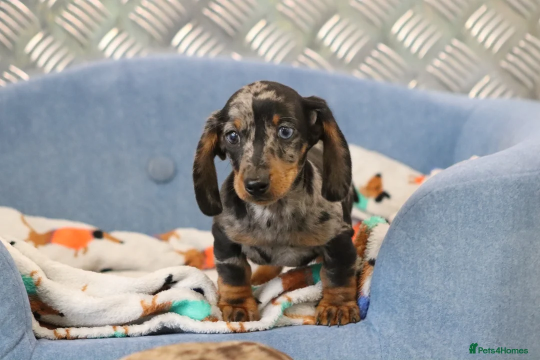 Miniature Dachshund dogs for sale: Beautiful Miniature Dachshund puppies for sale - Advert 17