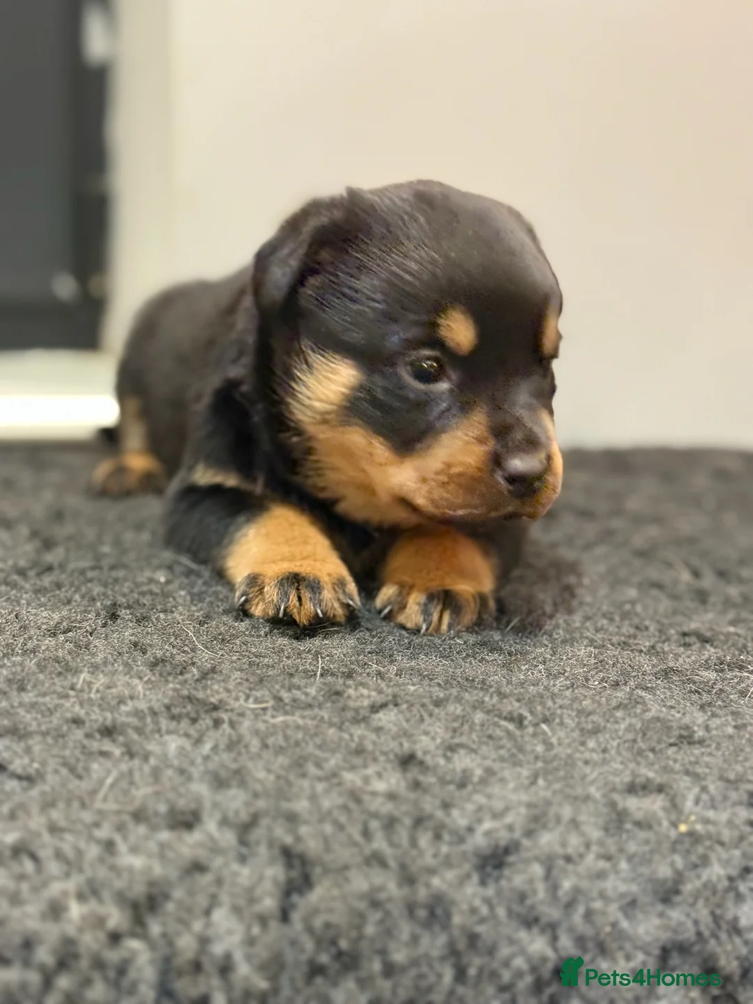 Rottweiler dogs for sale: ROTTWEILER PUPPIES - Advert 2