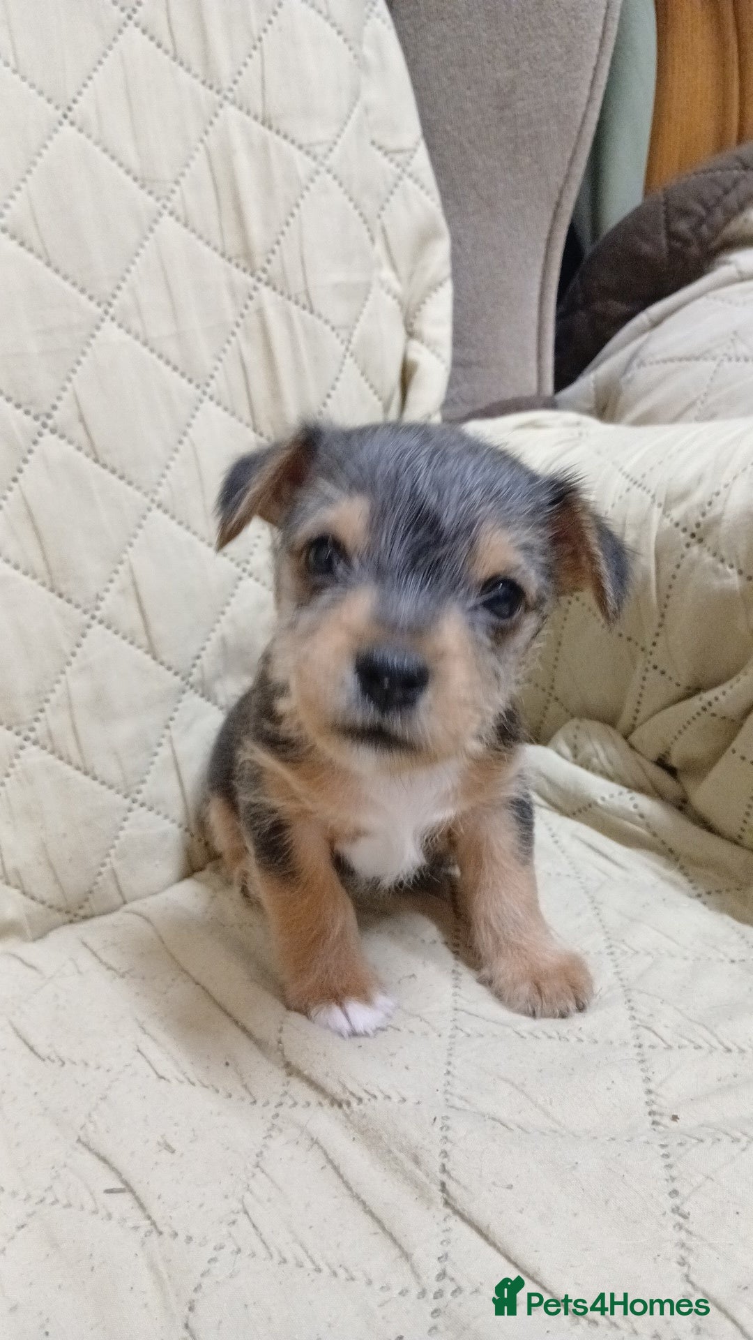 Jack Russell dogs for sale: Gorgeous Black & Tan Male Pup  - Advert 2