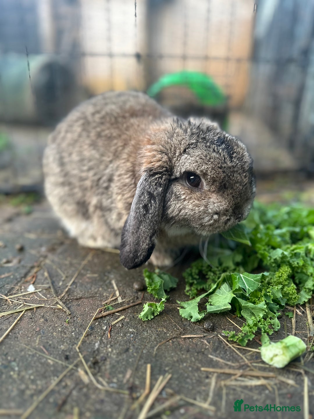 Mini Lop rabbits for sale: Beautiful Male Mini Lop for Sale - Advert 1