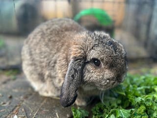 Mini Lop rabbits Beautiful Male Mini Lop for Sale - Advert 5
