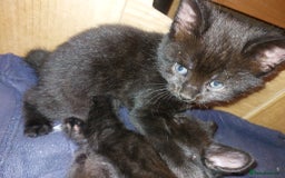 Domestic Shorthair cats for sale: Kittens & mother cat for sale - Image 1