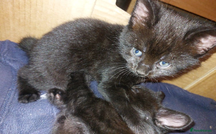 Domestic Shorthair cats - Advert 1