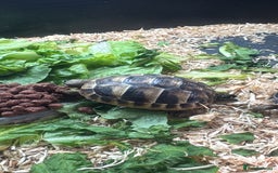 Hermann Tortoise reptiles for sale: Hermann tortoise - Image 4