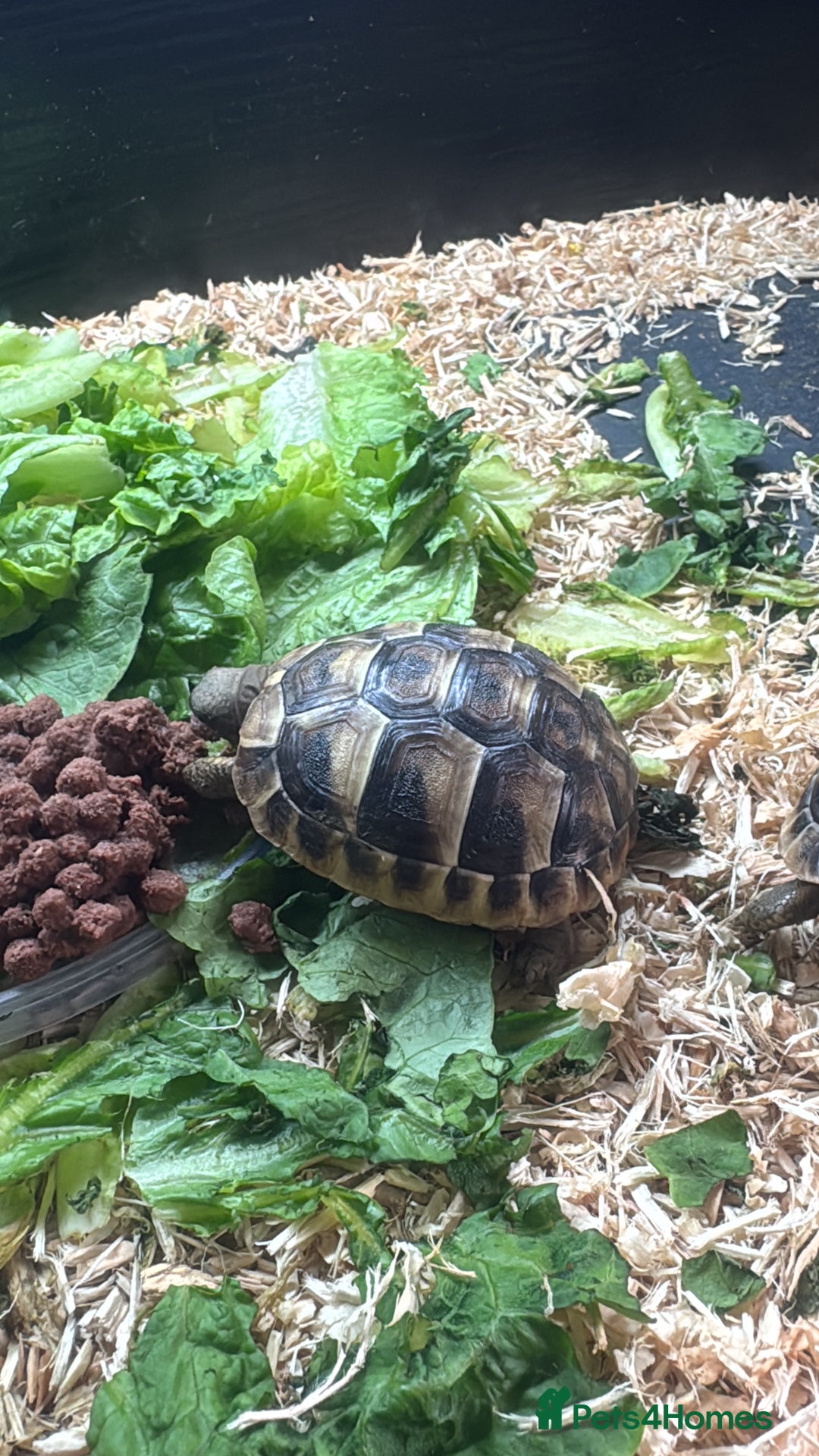 Hermann Tortoise reptiles for sale: Hermann tortoise - Image 4