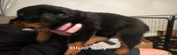 Rottweiler dogs for sale: ***Ready Now*** KC Registered Rottweiler Puppies - Advert 26