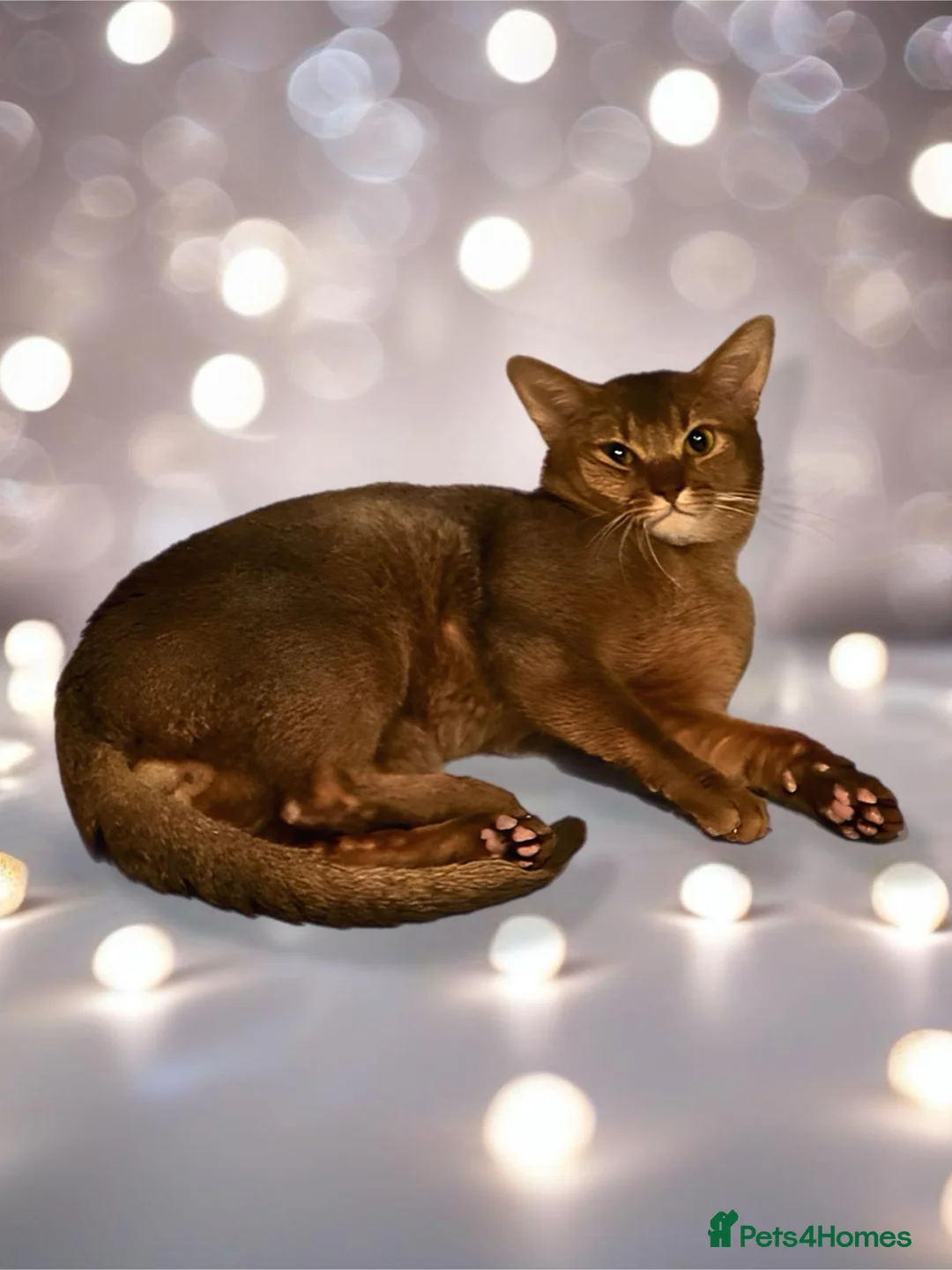 Abyssinian cats for stud: ☆Abyssinian Cat for stud-Sorrel colour ☆ in Northampton - Advert 6