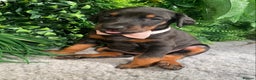 Dobermann dogs for sale: KC REG HEALTH TESTED EUROPEAN DOBERMAN : REDUCED! - Advert 31
