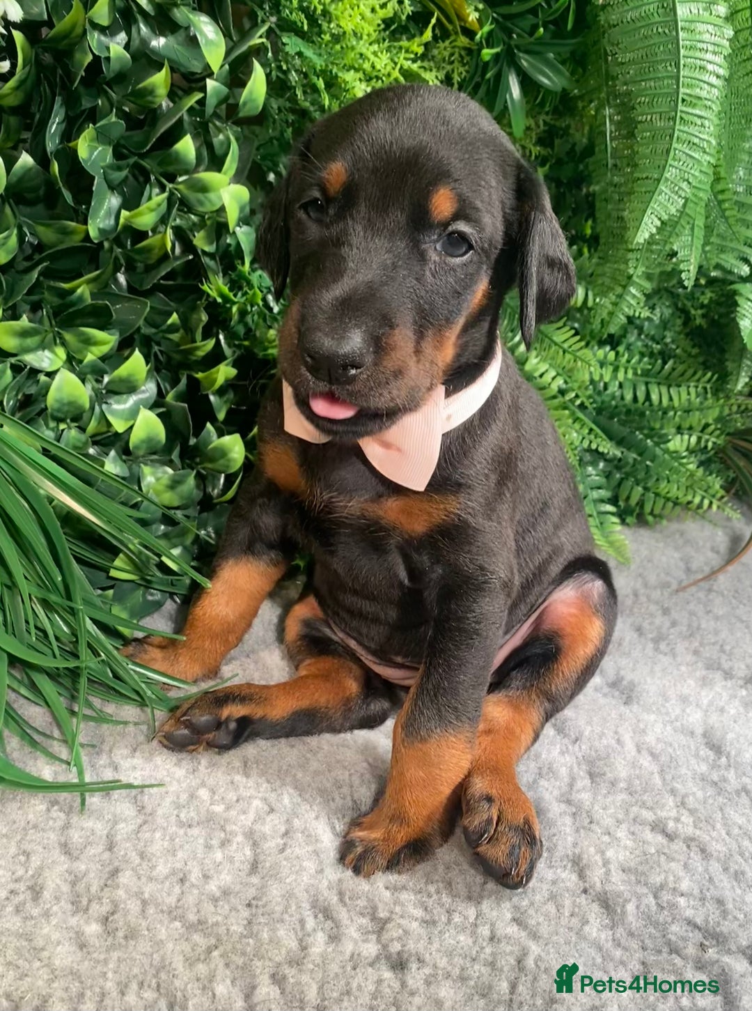 Dobermann dogs for sale: KC REG HEALTH TESTED EUROPEAN DOBERMAN : REDUCED! - Advert 31