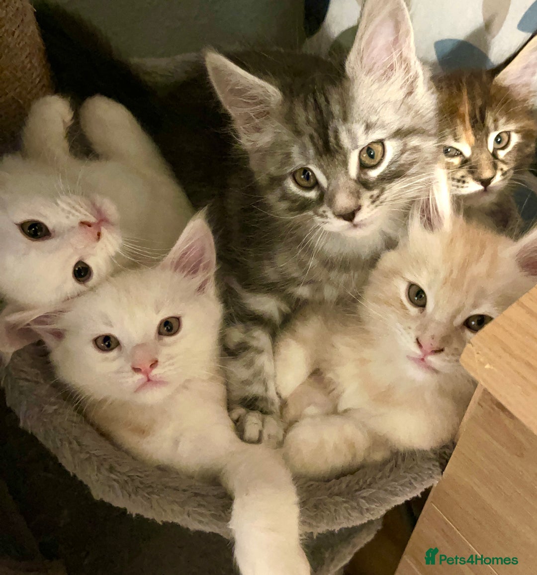 Maine Coon cats for sale: Purebred Maincoons Kittens - Advert 1