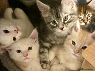 Maine Coon cats Purebred Maincoons Kittens - Advert 1