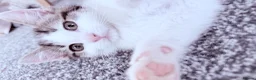British Shorthair cats for sale: Adorable Male kitten  in London - Advert 5