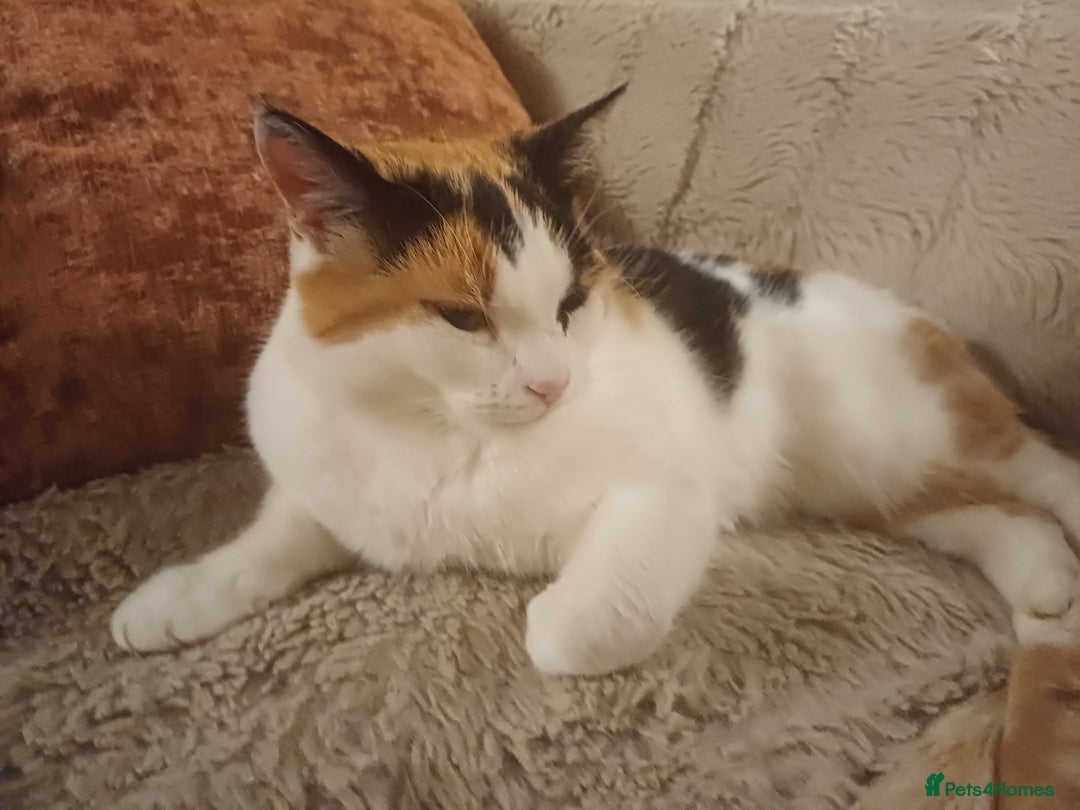 Mixed Breed cats for sale: 6 Lovely and Friendly Cats - Different colours - Advert 34