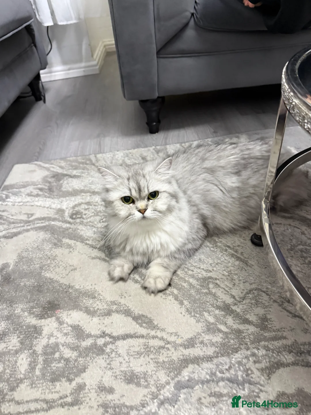 Persian cats for sale: Beautiful perian chinchilla  - Advert 5