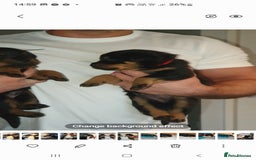 Rottweiler dogs for sale: Kc reg full German champion rottweiler puppies   - Image 10