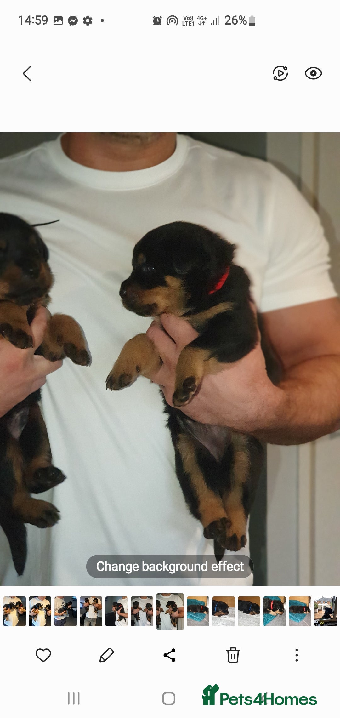 Rottweiler dogs for sale: Kc reg full German champion rottweiler puppies   - Image 10