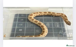 Snake reptiles for sale: 1.1 Western Hognose pair - Image 2