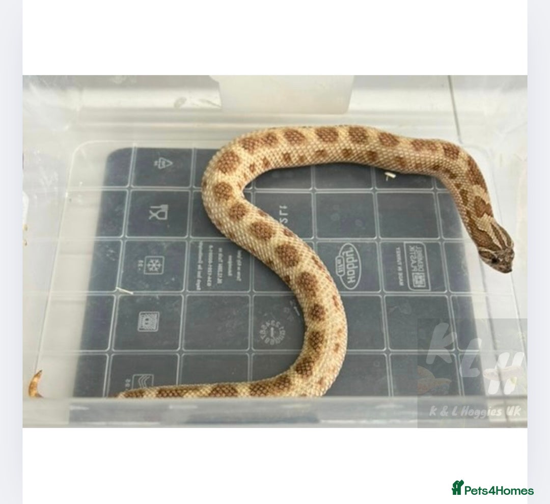 Snake reptiles for sale: 1.1 Western Hognose pair - Image 2