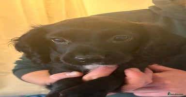 Cocker Spaniel dogs Beautiful Cocker Puppies - Advert 15