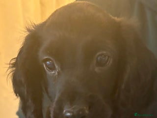 Cocker Spaniel dogs Beautiful Cocker Puppies - Advert 7