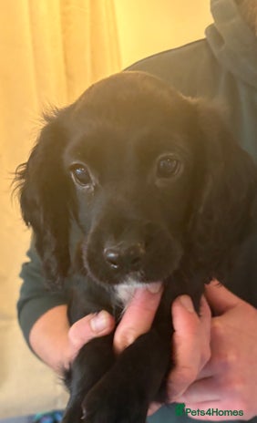 Cocker Spaniel dogs Beautiful Cocker Puppies - Advert 1