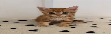 Kitten 4 - GIRL