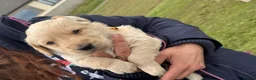 Labradoodle dogs for sale: Beautiful labradoodle puppies smart and gently in Fraserburgh - Advert 8