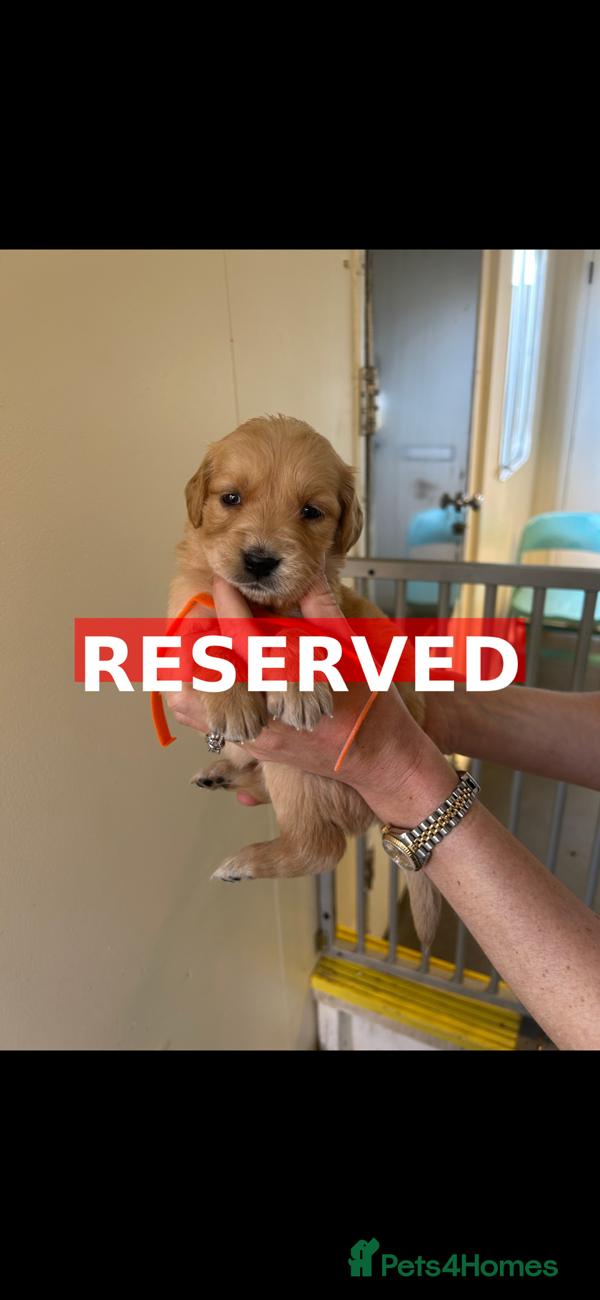 Golden Retriever dogs Gorgeous golden retrievers for sale. - Advert 2