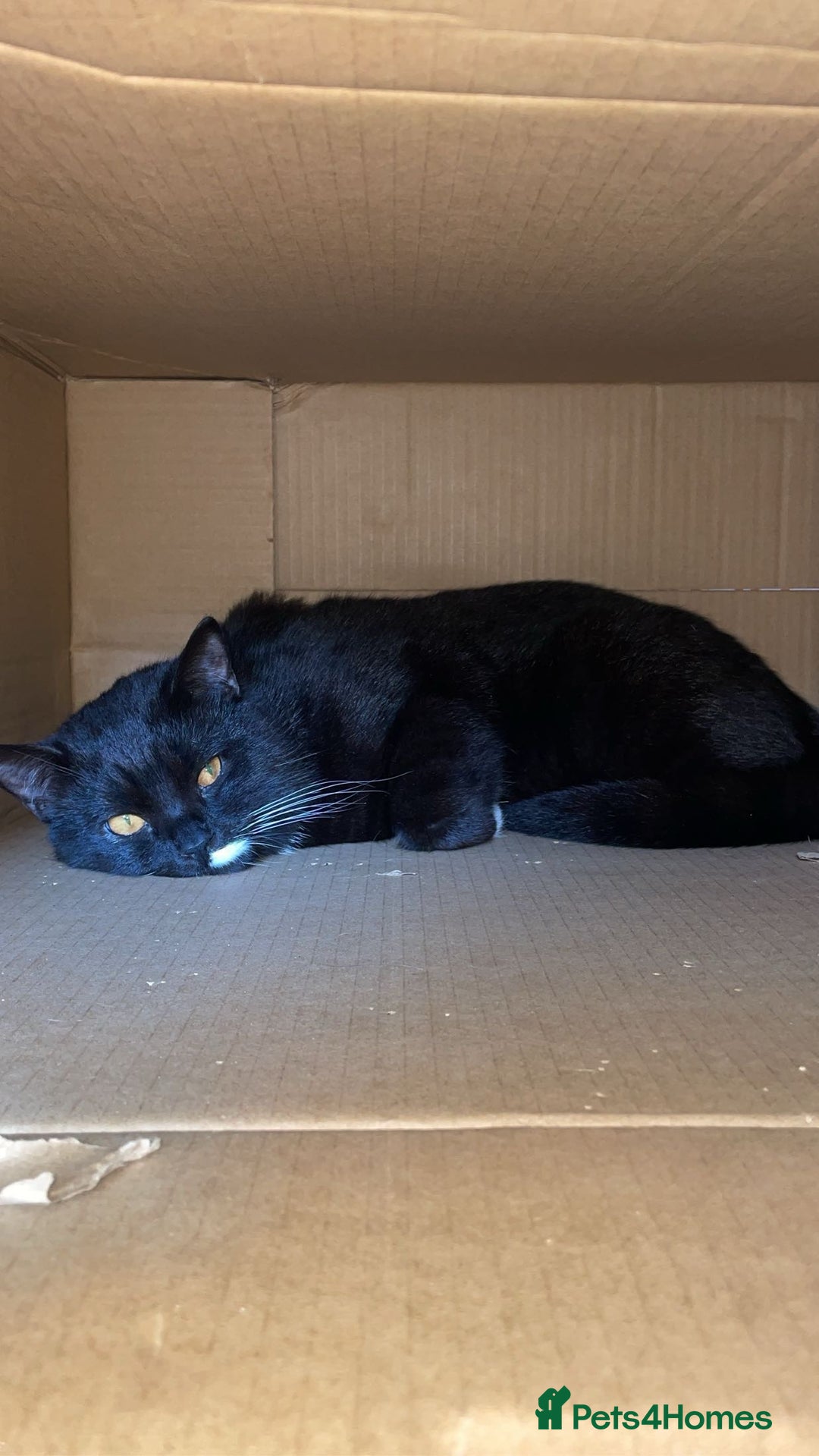 British Longhair cats for sale: Male cat  - Advert 4