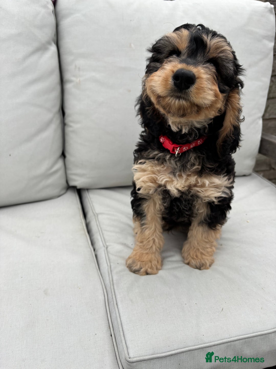Cockapoo dogs for sale: F1 Cockapoo Puppies DNA clear in Denbigh - Image 7