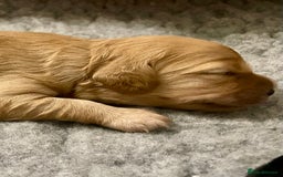 Cavapoo dogs for sale: Cavapoo - Image 11