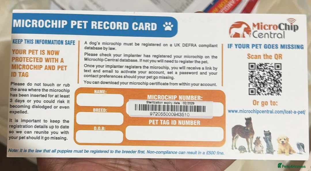 British Longhair cats for sale: Rambo - Advert 4