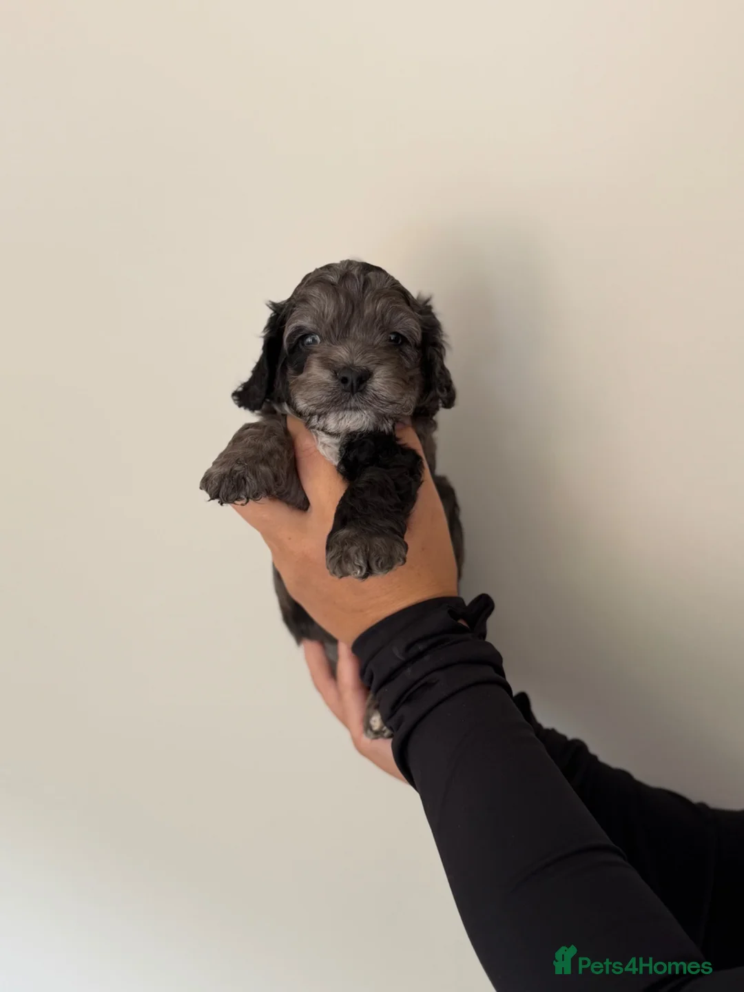 Cockapoo dogs for sale: Stunning Yankeepoo puppies ❤️ in Doncaster - Advert 15