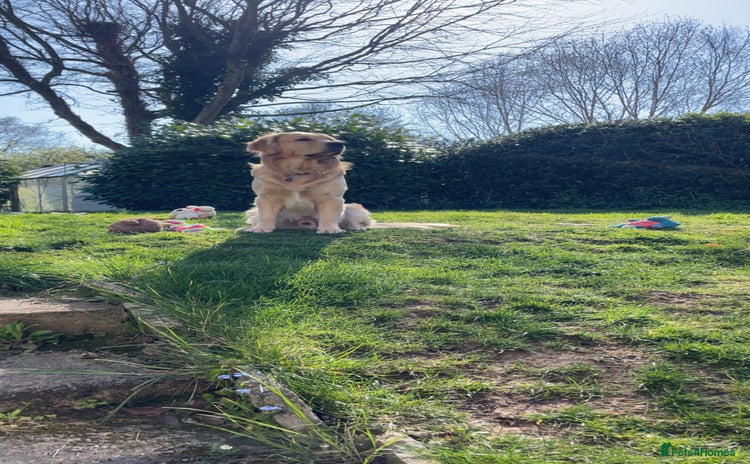 Golden Retriever dogs - Advert 7